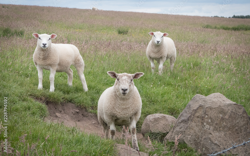 Obraz premium Three white sheep standing on a hill and staring at camera