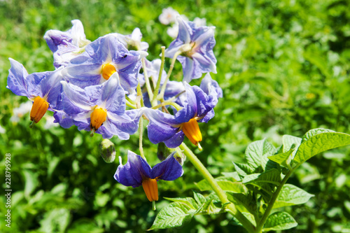 Purple flowering potatoes in the nature