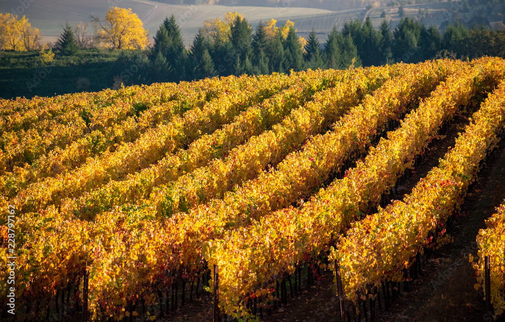 Golden rows of vines glow in morning sun in an Oregon vineyard, still showing yellow, green and red leaves. 