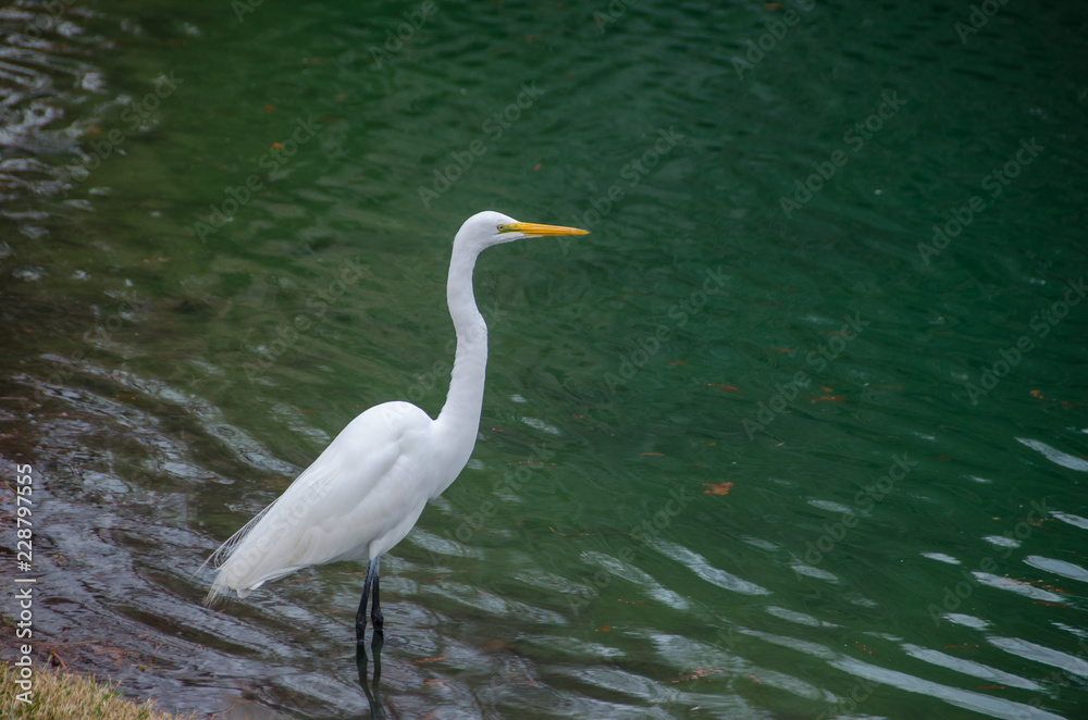 Egret standing in green water
