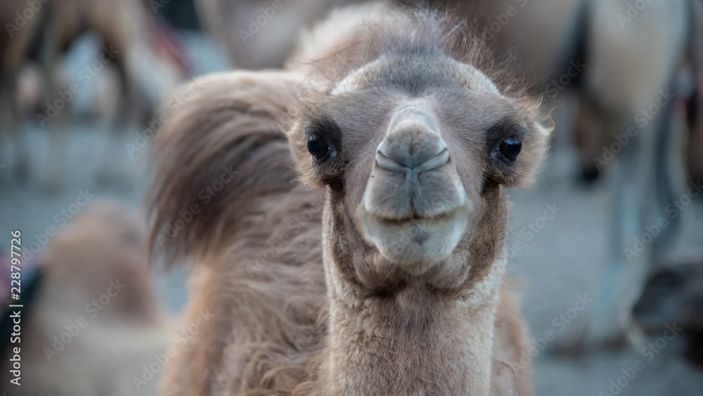 Funny camel head, close up, in Leh Ladakh, Jammu and Kashmir, India.