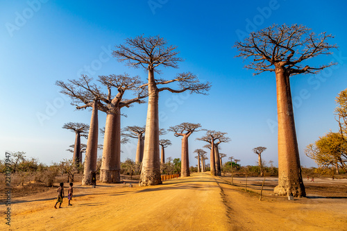 Young boys by the Avenue of the Baobabs near Morondova, Madagascar. photo