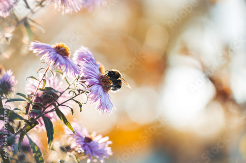 bumblebee collecting nectar with light purple autumn flowers