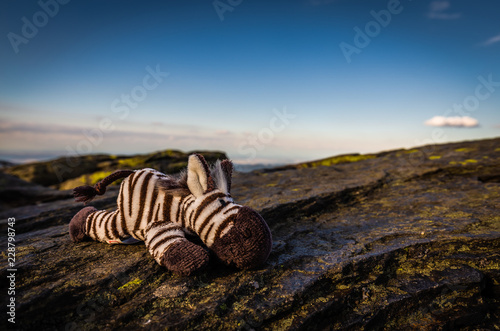 Toy stuffed Zebra lying on rock on top of Velky Keprnik with dark blue sky in Jeseniky, Serak, Czech Republic photo