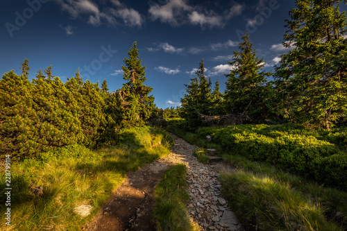 Narrow rocky path in the green forest from Serak to Velky Keprnik, Jeseniky, Czech Republic
