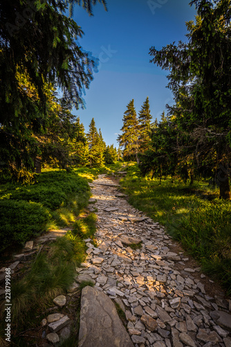 Narrow rocky path in the green forest from Serak to Velky Keprnik, Jeseniky, Czech Republic