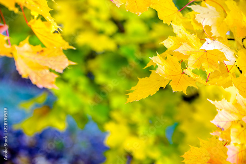 Autumn background-yellow maple leaves in the city Park. 