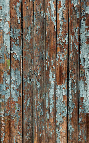 Vintage painted wooden background texture of wooden weathered rustic wall with peeling paint. Empty space for copy old wood texture. Cracked paint with lots of small cracks, abstract grunge texture