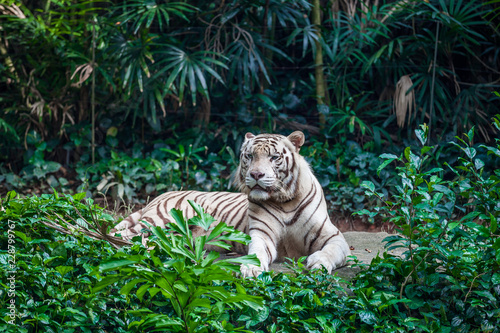 White bengal tiger with blue eyes lying among green plants in the zoo