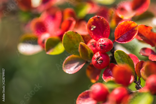 Red autumn berries of red Firethorn. Autumn beautiful background