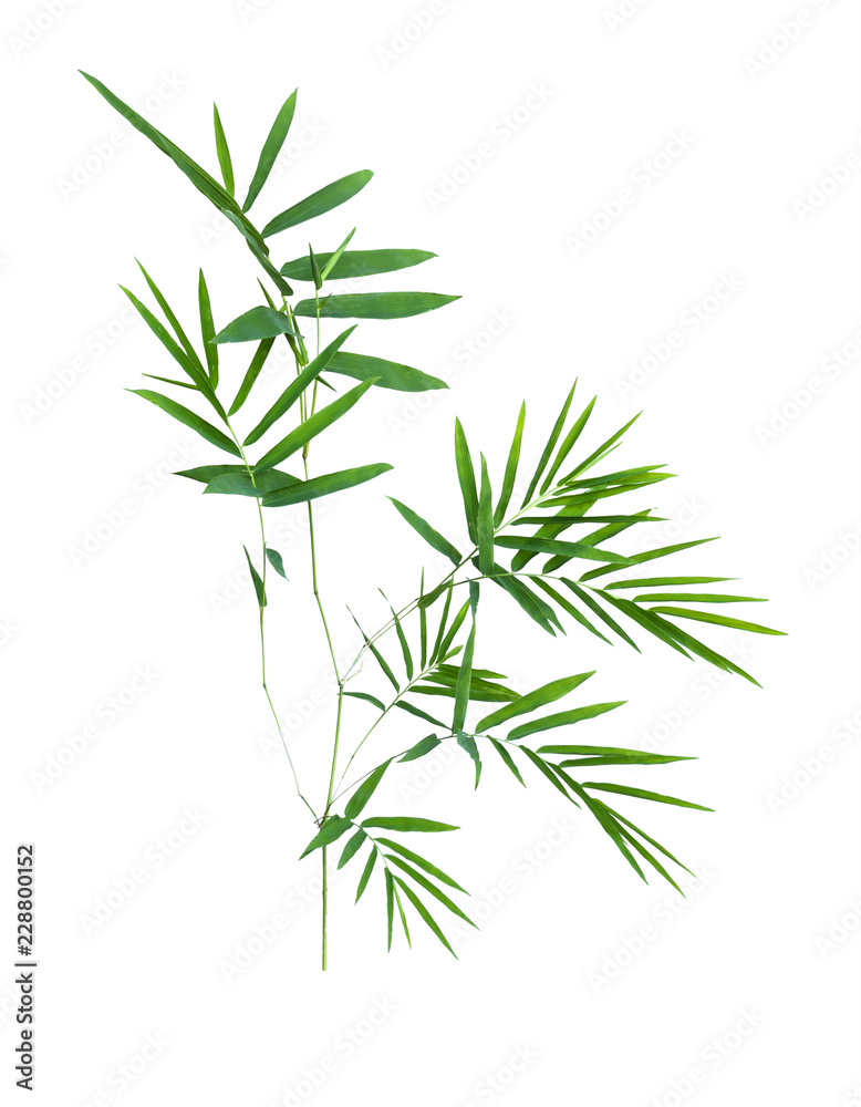 bamboo isolated on gray background with clipping path bamboo isolated on gray background with clipping path