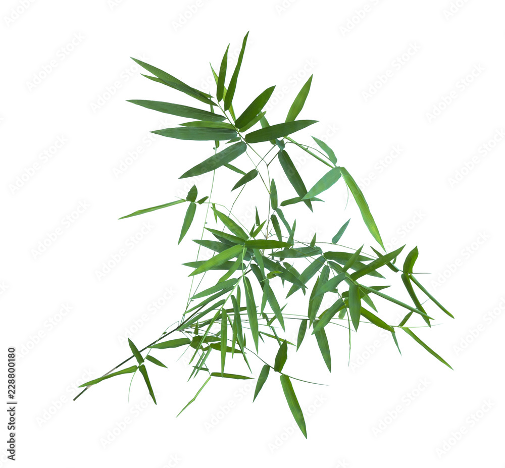bamboo isolated on gray background with clipping path bamboo isolated on gray background with clipping path