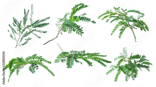 Tamarind leaves isolated on white background with clipping path..