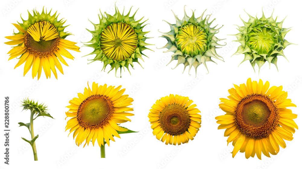 sunflower isolated on white background with clipping path sunflower isolated on white background with clipping path