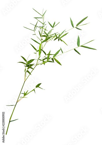 bamboo isolated on gray background with clipping path