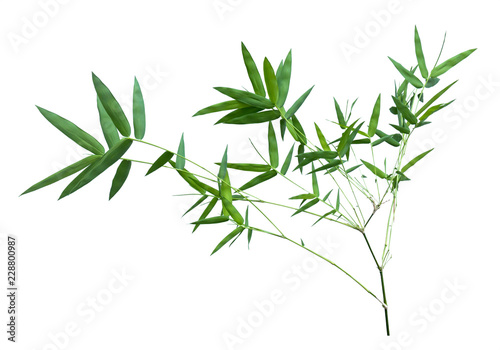 bamboo isolated on gray background with clipping path