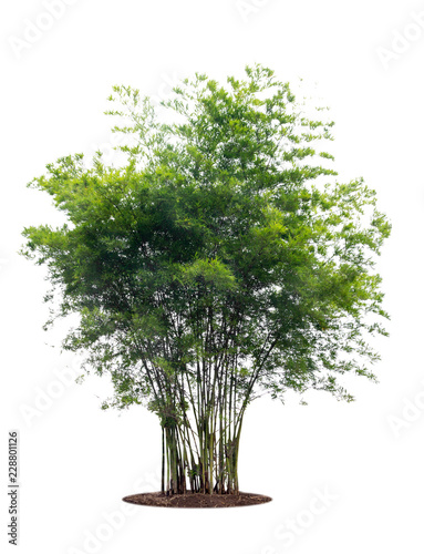 bamboo tree isolated on white background with clipping path © bumbumbo