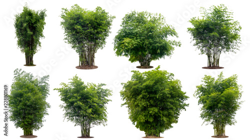 collection bamboo tree isolated on white background with clipping path