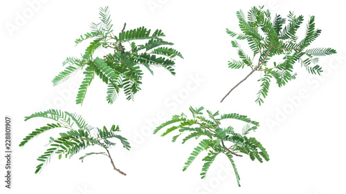 Tamarind leaves isolated on white background with clipping path..