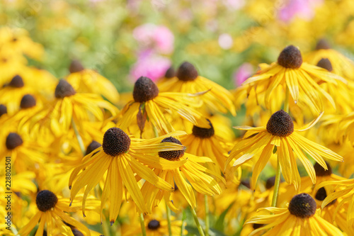 Fototapeta Naklejka Na Ścianę i Meble -  Black eyed susan- rudbeckia flowers 