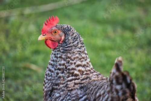 Portrait of Plymouth Rock Chicken (Barred Rock hen) on the farm