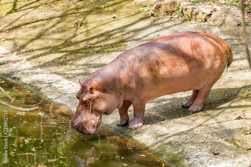 Sad hippopotamus standing near the water in the zoo, Thailand