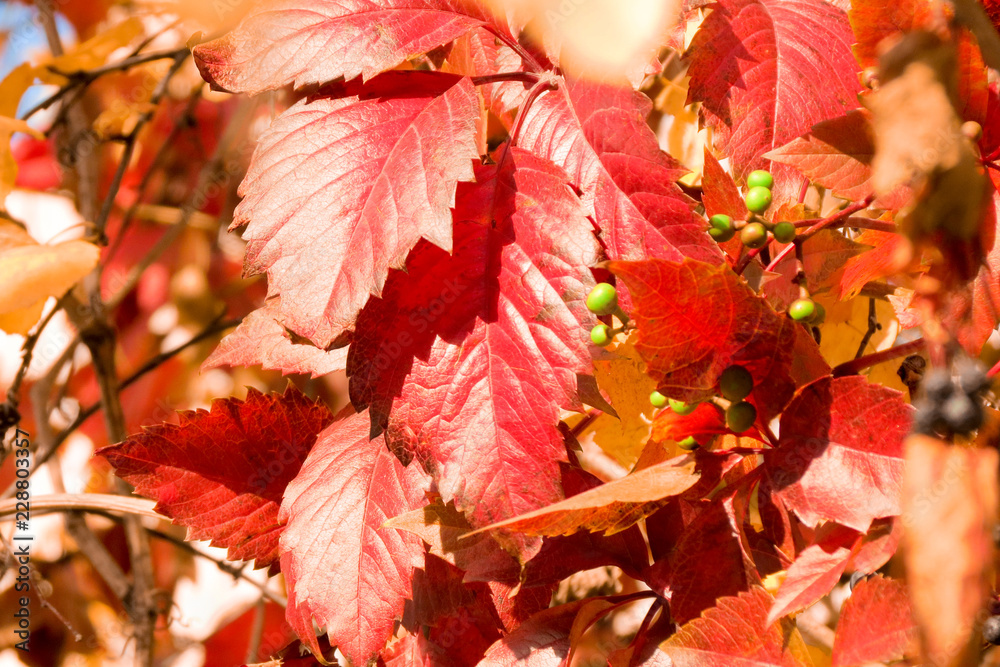 Red and orannge leaves in autumn sunny day. Autumn foliage scene, for background and design.
