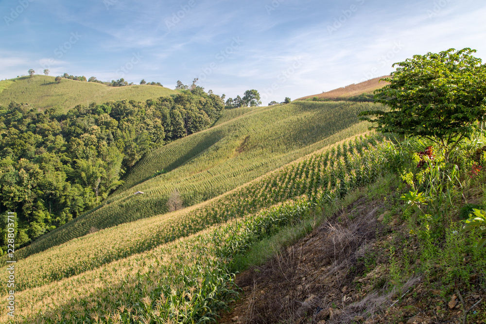 Obraz premium corn field on the moutain