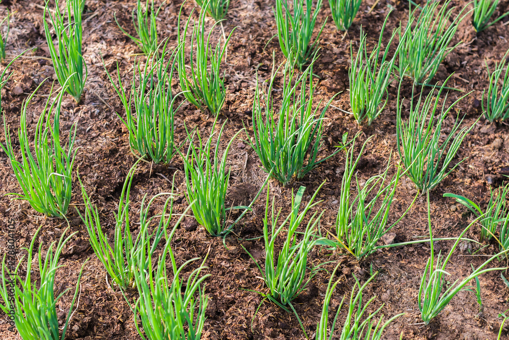 onion growht in vegetable garden onion growht in vegetable garden