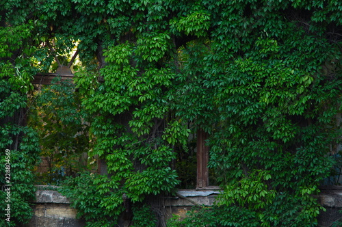 Fototapeta Naklejka Na Ścianę i Meble -  window in the wall of an old house overgrown by green wild grapes. Green plants on building facade.