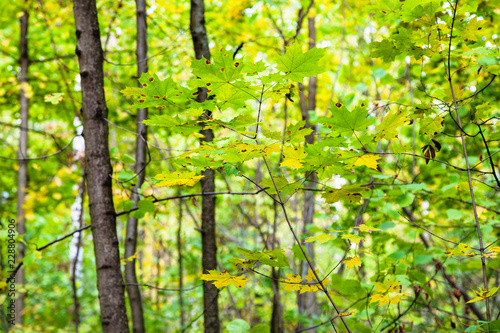 twigs with green and yellow maple leaves in forest