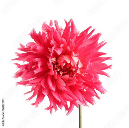 Fototapeta Naklejka Na Ścianę i Meble -  Beautiful pink dahlia flower on white background