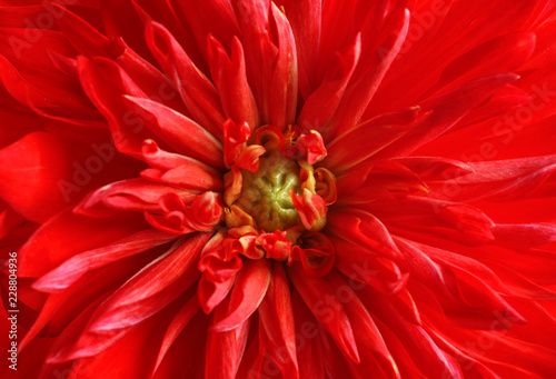 Fototapeta Naklejka Na Ścianę i Meble -  Beautiful red dahlia flower as background, closeup
