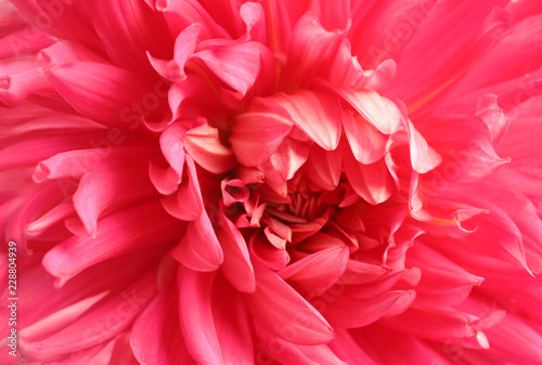 Fototapeta Naklejka Na Ścianę i Meble -  Beautiful pink dahlia flower as background, closeup