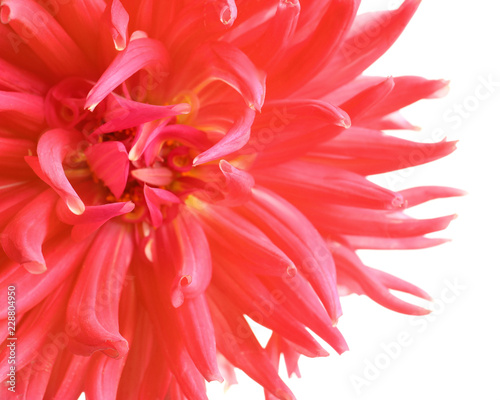 Fototapeta Naklejka Na Ścianę i Meble -  Beautiful pink dahlia flower on white background, closeup