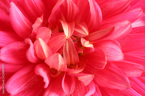 Beautiful pink dahlia flower as background, closeup © New Africa
