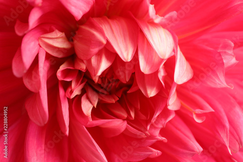 Fototapeta Naklejka Na Ścianę i Meble -  Beautiful pink dahlia flower as background, closeup