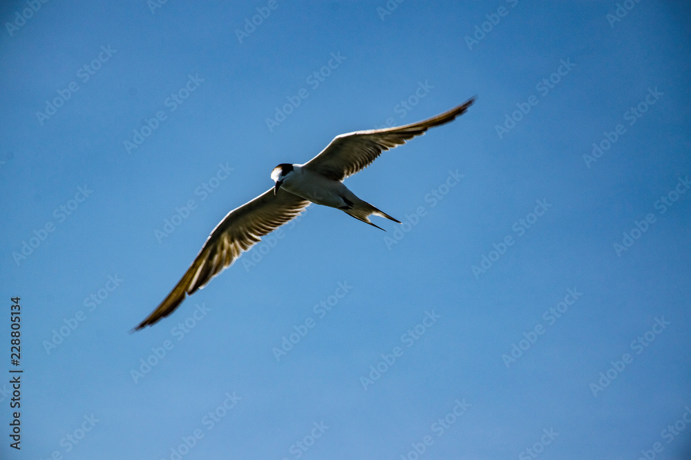 Fototapeta premium Freedom of the sea birds flying in the blue sky.