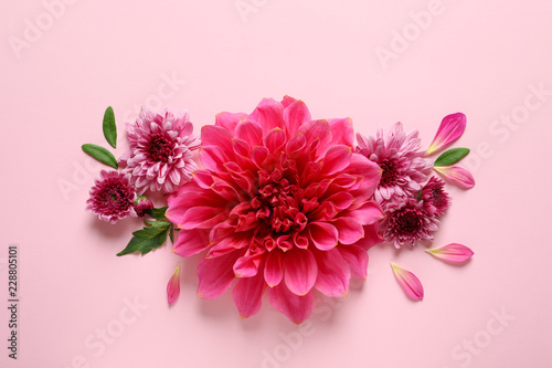 Flat lay composition with beautiful dahlia flowers on color background