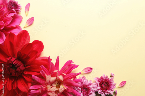 Fototapeta Naklejka Na Ścianę i Meble -  Flat lay composition with beautiful dahlia flowers and space for text on color background