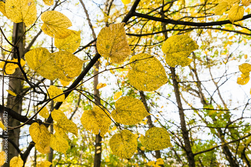 yellow leaves on branch in forest in october day