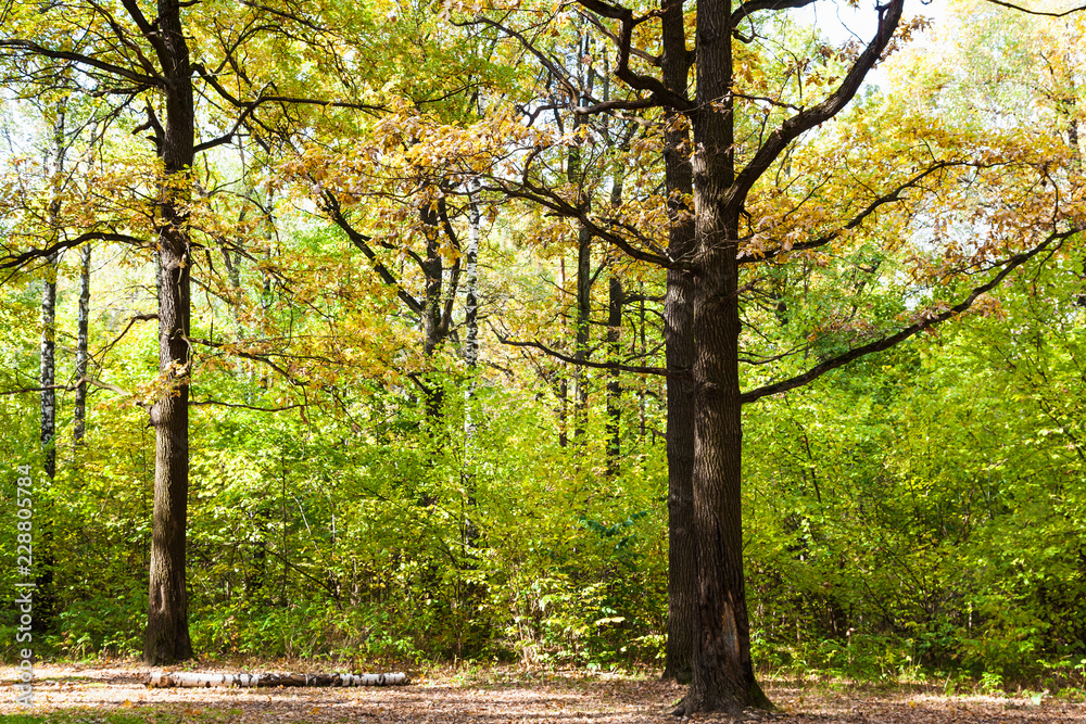 Fototapeta premium oaks on meadow in forest in sunny october day