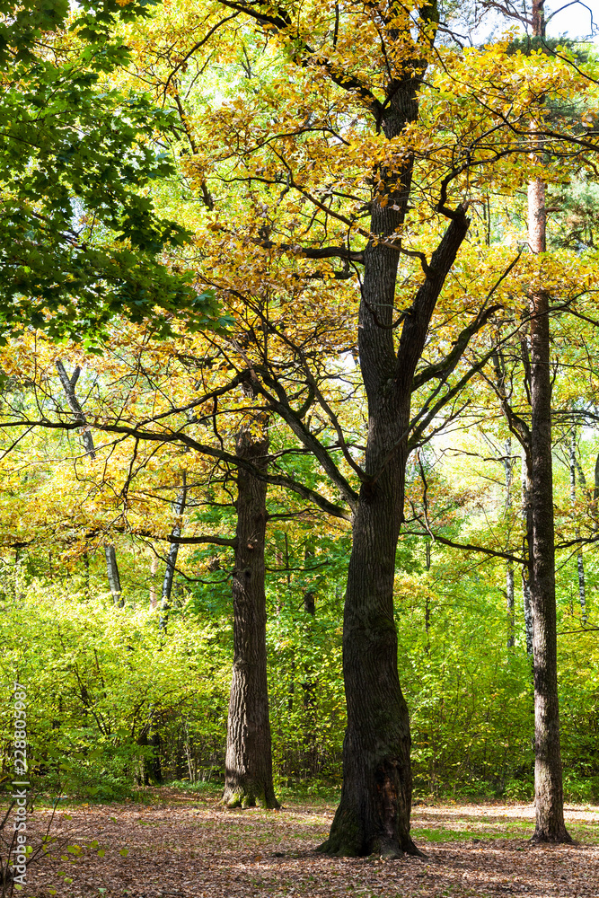 oak tree lit by sun on meadow in autumn forest