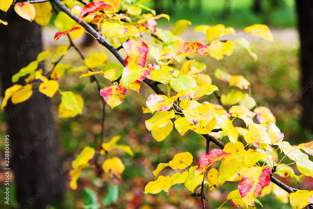 red and yellow leaves of apple tree in garden red and yellow leaves of apple tree in garden