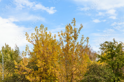 blue sky with white clouds over yellow trees