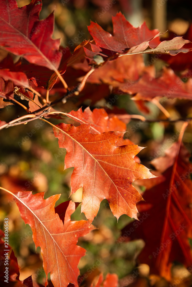 Close up of red and orange leaves of oak tree in beautiful autumn park. Concept of season vibes, fall season. Close up of red and orange leaves of oak tree in beautiful autumn park. Concept of season vibes, fall season.