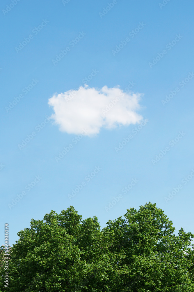 blue sky with single white cloud over green treetops, vertical nature background with copy space blue sky with single white cloud over green treetops, vertical nature background with copy space