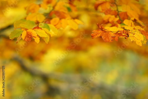 branches of autumn trees on a blurred bokeh background