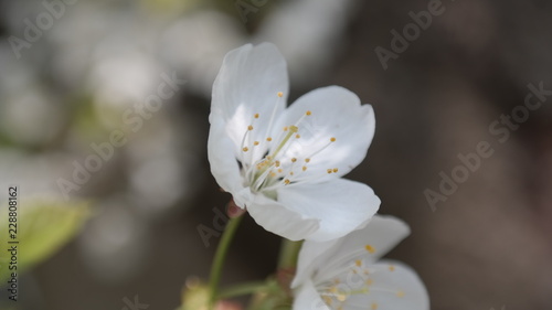 Blüten
