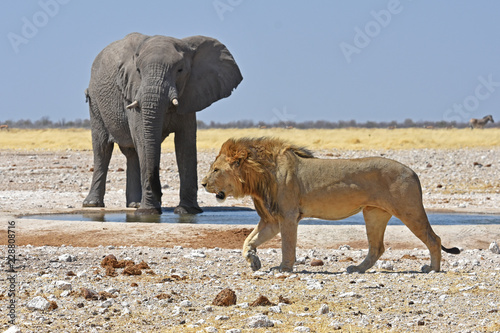 Elefantenbulle (loxodonta africana) und männlicher Löwe am Wasserloch Gemsbokvlakte im Etosha Nationalpark in Namibia